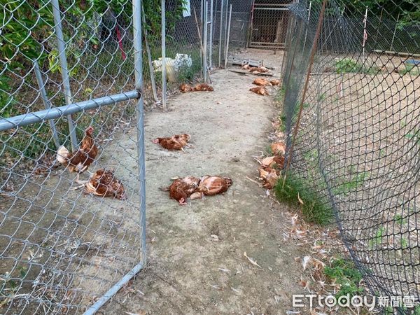 ▲▼苗栗縣銅鑼鄉一處養雞場9月11日有8隻遊蕩犬侵入追咬，養雞場內200隻蛋雞有160隻被咬死。（圖／記者蔡文淵翻攝）