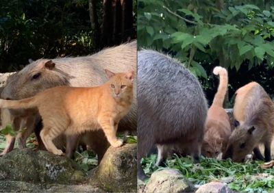 水豚家族收編了一隻橘貓！　動物園製作專屬名牌：遊客專程來看貓