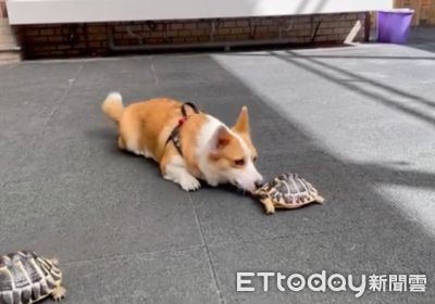 柯基化身烏龜飼養員　「眼神緊緊跟隨＋溫柔舔舔」滿滿都是愛