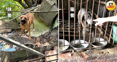 靠廚餘、雨水維生！動保員見家犬瘦成皮包骨嘆：有人養真的較好嗎