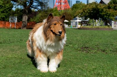 日男把自己變牧羊犬！最近「想交女朋友了」　公園求偶嚇到真狗狗