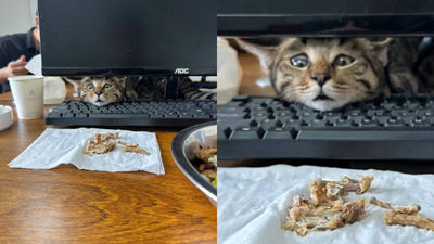 中午吃炸雞！公司養的貓咪想偷吃「硬擠到翻白眼了」　她樂壞：別太離譜欸