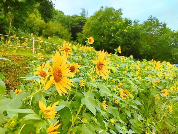 秋季賞花地圖出爐！貓空「向日葵綻放」到月底11月有3大花海| ETtoday