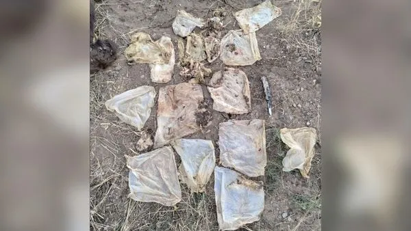 ▲▼美國科羅拉多州公園與野生動物，熊的腸道塞滿垃圾。（圖／翻攝cpw.state.co.us）