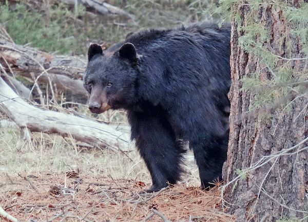 ▲▼美國科羅拉多州公園及野生動物（CPW）發布的黑熊照片。（圖／翻攝自Facebook／Colorado Parks and Wildlife）