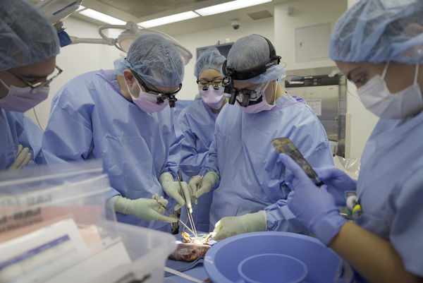 ▲▼紐約大學朗格尼醫療中心（NYU Langone Health）外科醫生9月13日將移植的豬腎從腦死男子米勒（Maurice “Mo” Miller）遺體內取出。（圖／達志影像／美聯社）