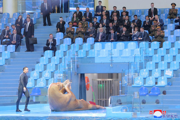 ▲▼金正恩參觀俄羅斯濱海邊疆水族館，並觀賞海象表演。（圖／路透）