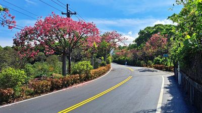 秋高氣爽迎接幸福感　新北2處美人樹綻放超吸睛