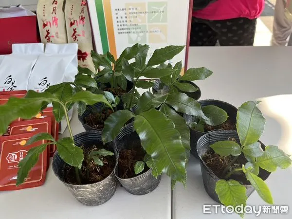 ▲澀水社區持續復育伊藤氏原始觀音座蓮。（圖／林業保育署南投分署提供）