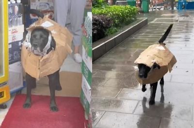 外面突然下雨　飼主撿紙箱自製「拾荒系雨衣」本狗一臉無奈