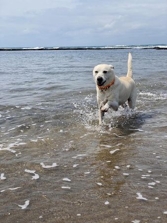 ▲帶愛犬到海邊玩！陰涼處出現「納涼狗雕像」　載回家一舉動氣炸媽。（圖／有點毛毛的／粉專「Shabu哥來了」提供）