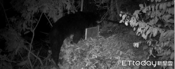 ▲台灣黑熊出現六龜淺山。（圖／林業及自然保育署 ）