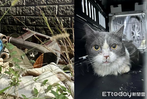 ▲新竹香山出現「大量品種貓」馬路竄逃　附近居民曝：幾天前就丟了。（圖／粉專「邵柏森-虎哥救援大小事」提供）