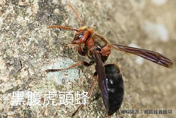 ▲台灣秋冬之際常見的黑腹虎頭蜂。（圖／桃園市農業局提供）