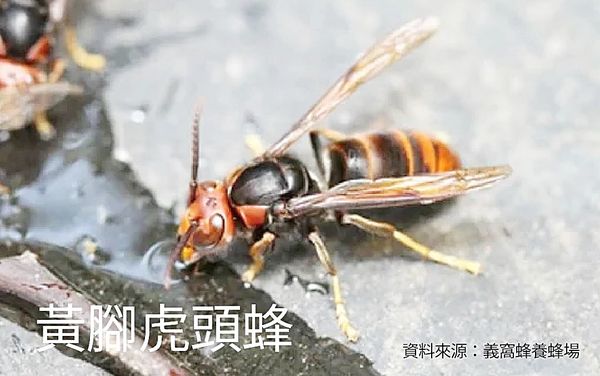 ▲台灣秋冬之際常見的黃腳虎頭蜂。（圖／桃園市農業局提供）