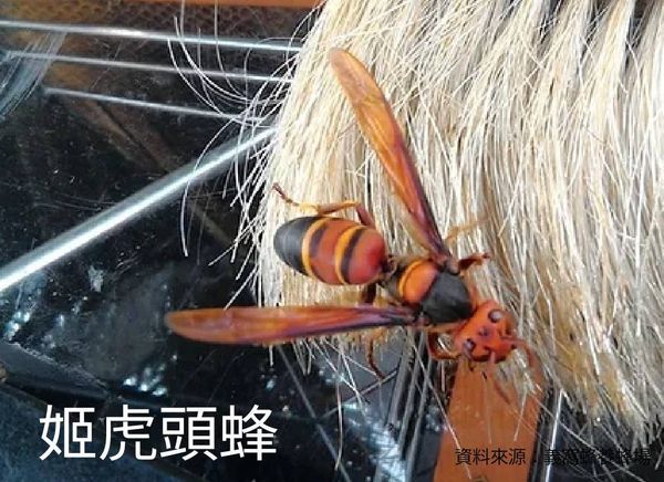 ▲台灣秋冬之際常見的姬虎頭蜂。（圖／桃園市農業局提供）