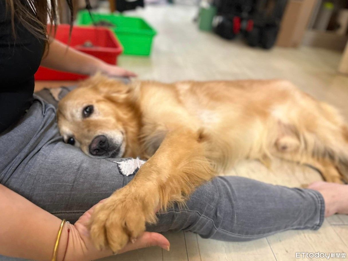 日托中心給錯狗！「冒牌阿金」住家裡最後靠貓傻眼發現：你誰啦| ETtoday寵物雲| ETtoday新聞雲