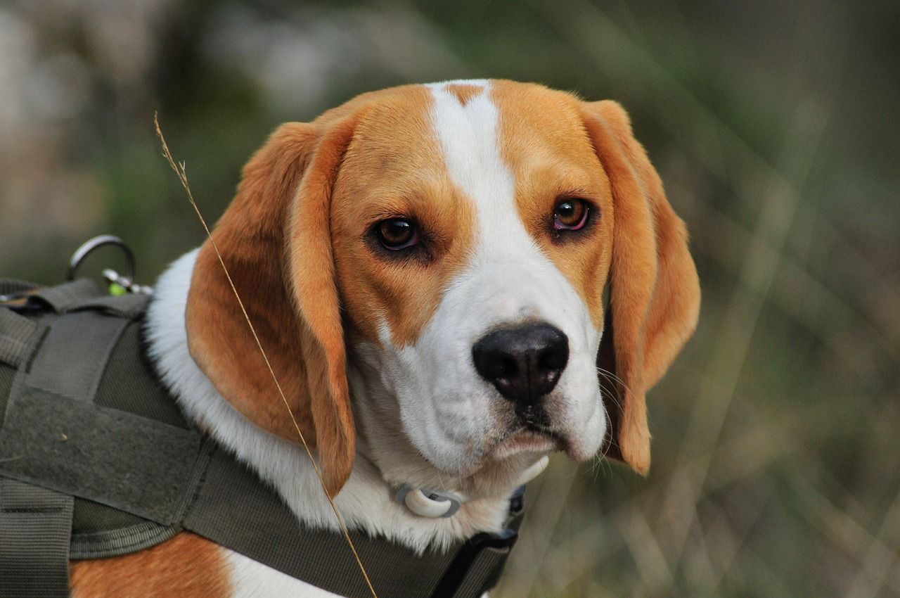 ▲▼小獵犬、beagle。（圖／取自免費圖庫pixabay）