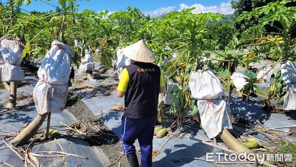 ▲▼受海葵颱風侵襲，花蓮10鄉鎮農作物受災嚴重。（圖／花蓮縣政府提供，下同）