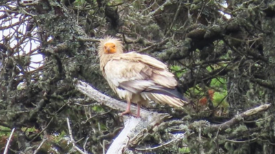 神鳥現身！「埃及禿鷹」驚喜停樹梢　英賞鳥客嗨翻：150多年沒見過
