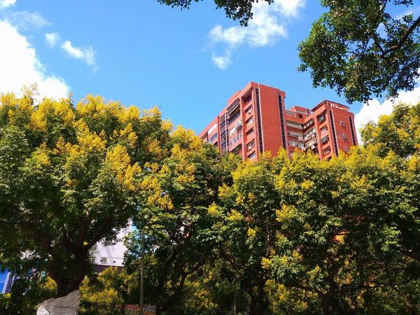 ▲北市敦化南路上的臺灣欒樹變色，蔚為一季獨特的風景。（圖／公園處提供）