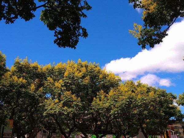 ▲北市敦化南路上的臺灣欒樹變色，蔚為一季獨特的風景。（圖／公園處提供）