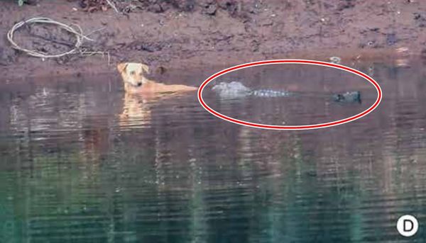 鱷魚也有同理心？印度3沼澤鱷「救活落水小狗」　將牠推回岸上