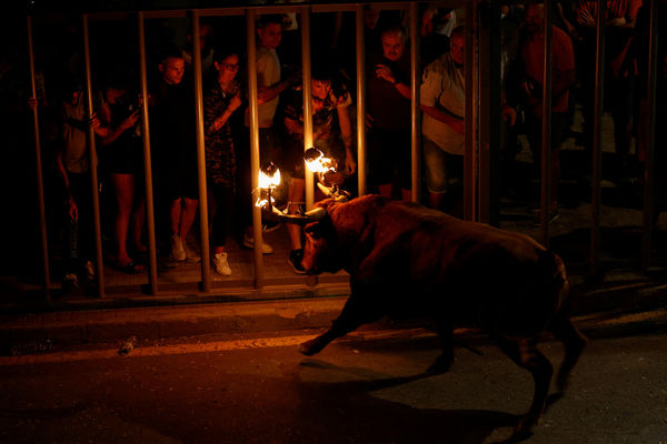 ▲▼西班牙瓦倫西亞市北部村莊卡佩薩（Carpesa）2023年9月17日舉行名為「bou embolat」奔牛節活動，雖然瓦倫西亞曾於2016年宣布禁止舉辦，但新任地方政府已經恢復。（圖／路透）