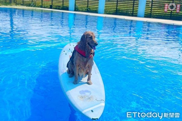 飼主偶爾會帶愛犬去游泳。（圖／網友鄧小姐提供，請勿隨意翻拍，以免侵權。）