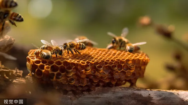 ▲▼蜜蜂、蜂群。（示意圖／CFP）