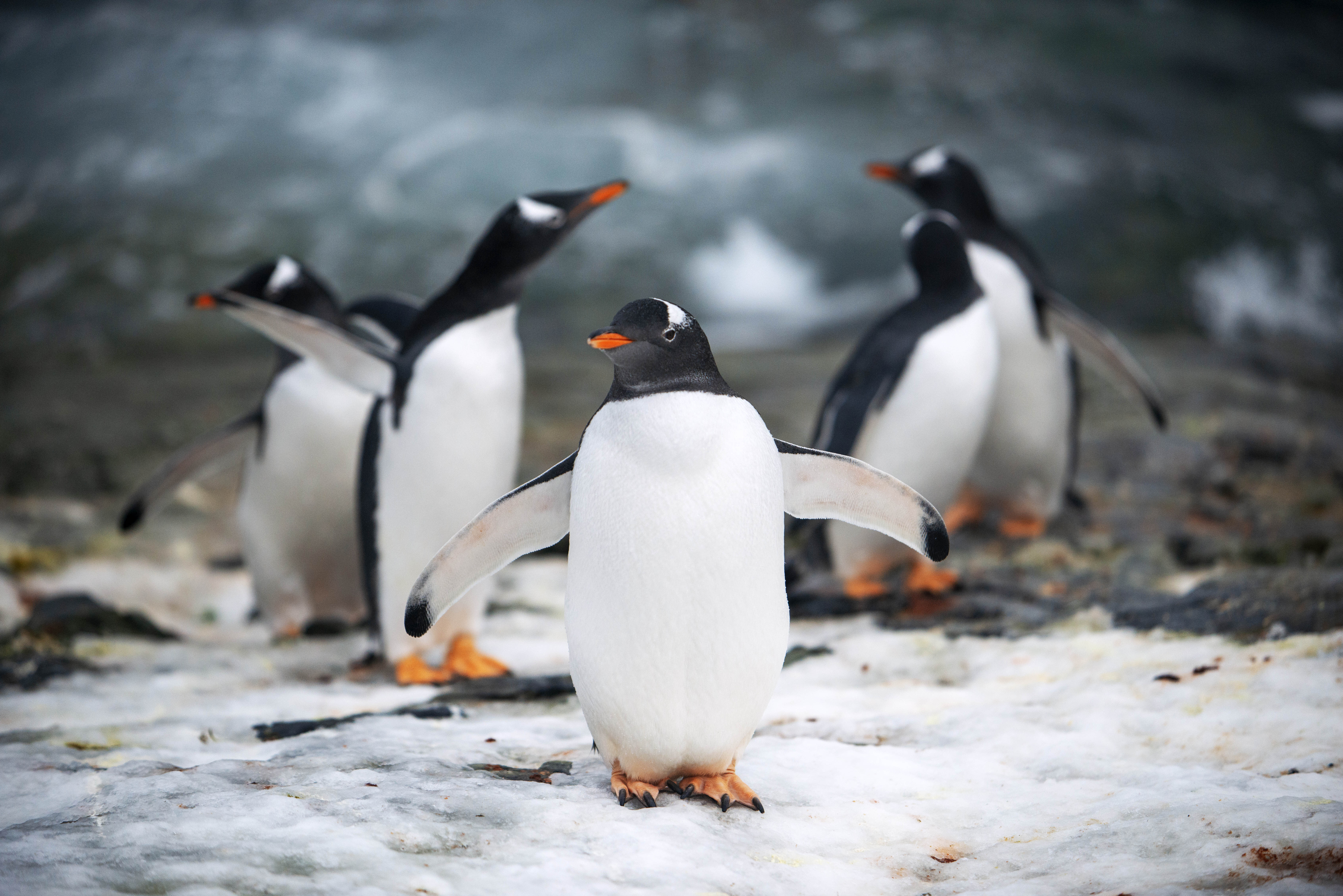 ▲企鵝等動物的存亡受到氣候變遷、海冰減少嚴重衝擊。（圖／達志影像／美聯社）