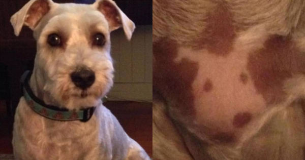 一位澳洲女子在自己養的小狗胸前發現了一個跟狗長得一模一樣的圖案。（圖／翻攝自Fran Dickson臉書）