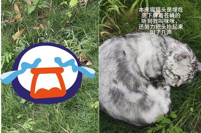 以為是屍體!小貓全身爬滿蒼蠅求救 她暖救援「養成撒嬌天使」