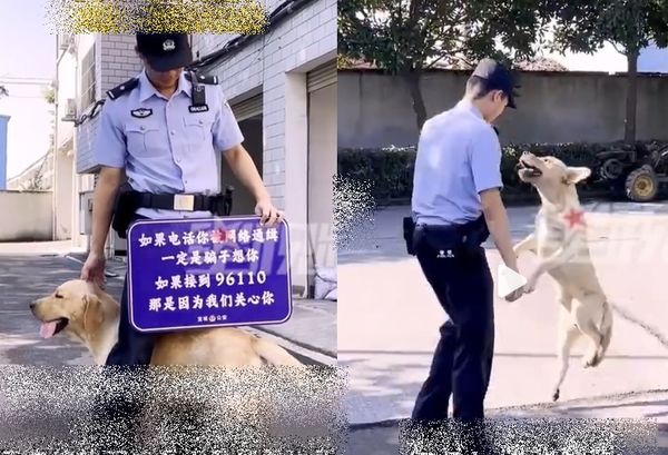 ▲拉布拉多迷路到警局！被任用「反詐騙宣傳犬」　主人現身牠拒回家。（圖／翻攝自微博／星視頻）