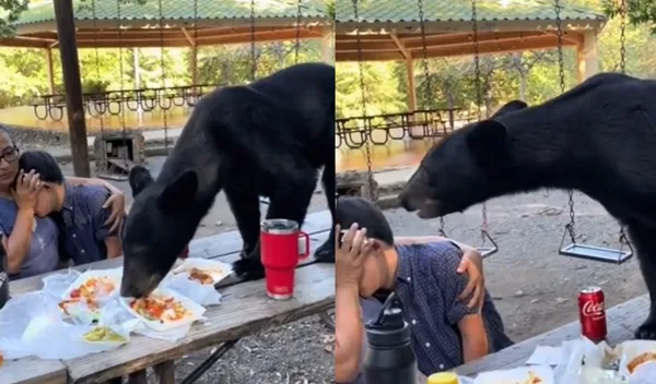 戶外野餐飢餓熊突然亂入用餐　媽「勇敢一舉動」護住孩子被讚爆。（圖／翻攝自TikTok）