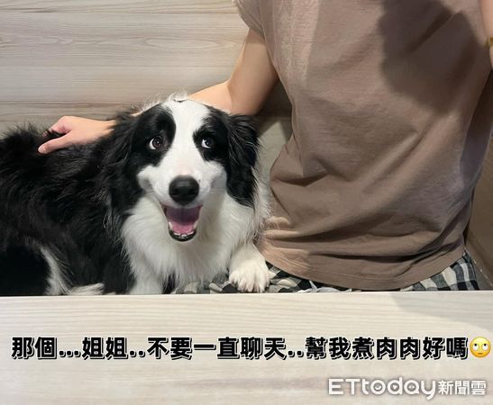 ▲▼1周沒看到愛犬…媽開視訊問「有沒有想我」　傲嬌汪一眼神給答案。（圖／飼主Pinky Huang提供）