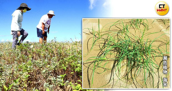 消失1世紀珍稀植物「海米」在龍門沙灘現身，當地居民自發性守護，希望能留下這株珍貴的禮物。（圖／黃鵬杰攝、讀者提供，CTWANT合成）