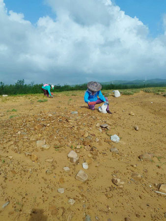 龍門沙灘因填土管理疏失，遭填放大量建築廢棄物，當地居民為守護海米而自發撿拾，希望能避免怪手進場。（圖／讀者提供）