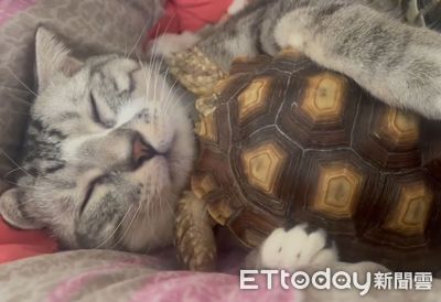 貓咪緊抱寵物龜熟睡!一動作「秒露銷魂臉」 網笑:抱著睡比較涼