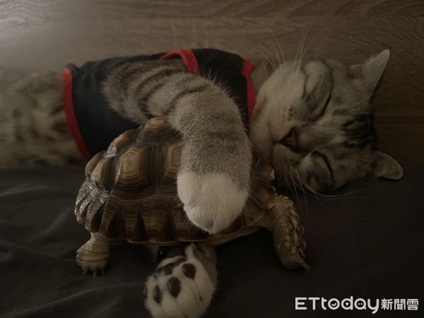 ▲喵星人伸長手「緊抱寵物龜」銷魂臉睡翻　媽笑：懷疑我家貓不是貓。（圖／Instagram／super_22329提供）
