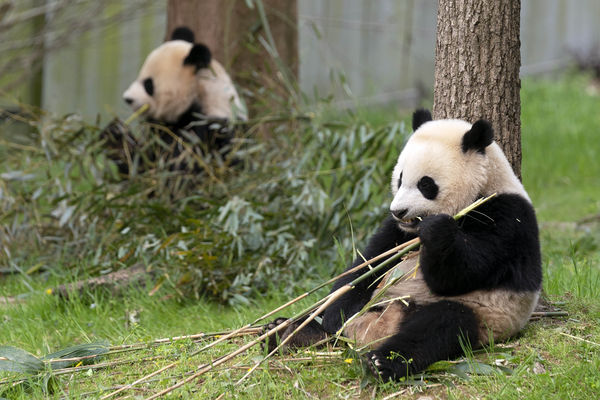 ▲▼2022年，美國華盛頓國家動物園的貓熊「美香」（左）與她的孩子「小奇蹟」。（圖／記者吳美依攝）