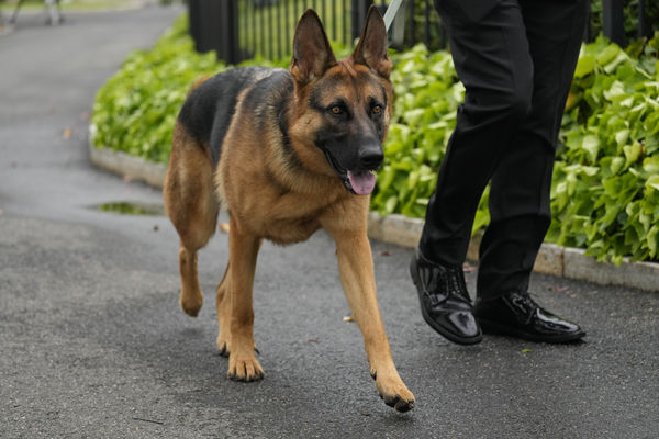  ▲▼拜登愛犬司令（Commander）。（圖／達志影像／美聯社）