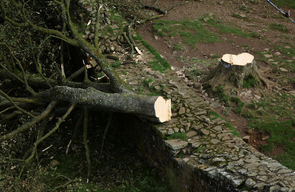 ▲▼英國東北部諾森伯蘭國家公園（Northumberland National Park）內樹齡超過200年的「羅賓漢樹」。（圖／路透）