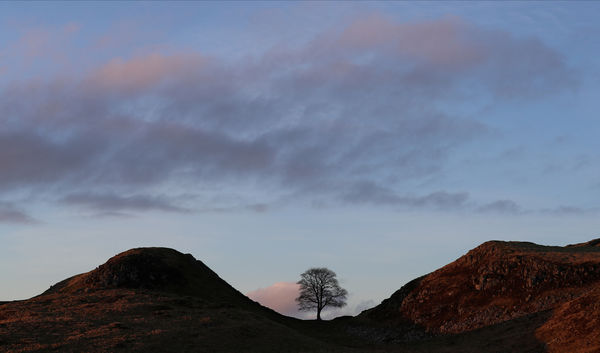 ▲▼英國東北部諾森伯蘭國家公園（Northumberland National Park）內樹齡超過200年的「羅賓漢樹」。（圖／路透）