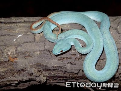 絕美「Tiffany藍青竹絲」夜晚現身樹上!他驚喜拍:跟海一樣湛藍