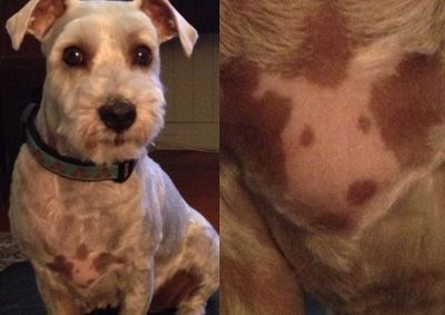 雪瑞納犬胸前印「自畫像」和本尊超神似!飼主驚訝:過4年才知道