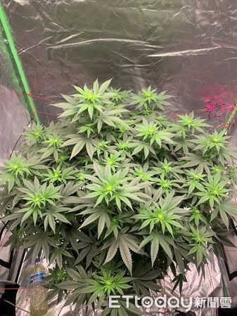 ▲▼1名越籍移工利用廢棄建築種植大麻，心想只要鎖定台灣同鄉，獲利不斐。（圖／民眾提供，下同）