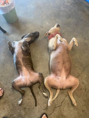 ▲胖嘟嘟愛犬翻肚開睡「肥肉快頂天」　飼主見一細節驚：蠻不容易的。（圖／有點毛毛的／飼主Jenny Chiang提供）