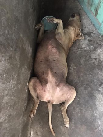 ▲胖嘟嘟愛犬翻肚開睡「肥肉快頂天」　飼主見一細節驚：蠻不容易的。（圖／有點毛毛的／飼主Jenny Chiang提供）