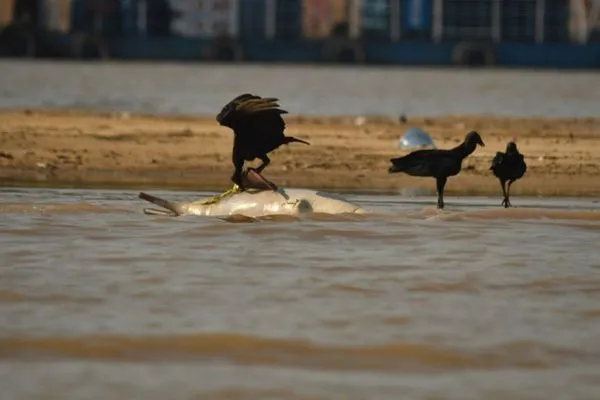 ▲▼巴西亞馬遜州特費湖（Lake Tefé）逾百隻「亞馬遜河淡水海豚」（Amazonian river dolphins）突然死亡。（圖／翻攝INSTITUTO MAMIRAUÁ）